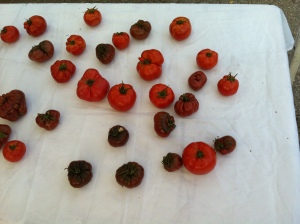 Heirloom Tomato Display at the Santa Monica Farmer's Market